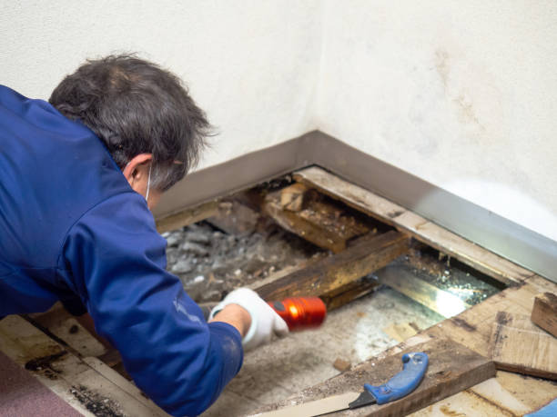 Best Mold Removal Company Near Me  in Hauppauge, NY