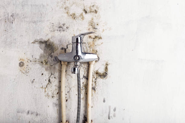 Best Black Mold Removal  in Hauppauge, NY
