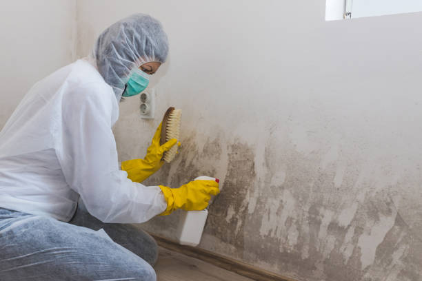 Best Toxic Mold Removal  in Hauppauge, NY