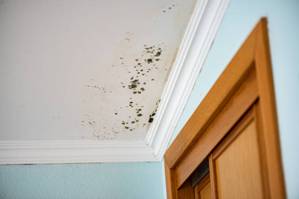 Best Mold Testing and Removal  in Hauppauge, NY