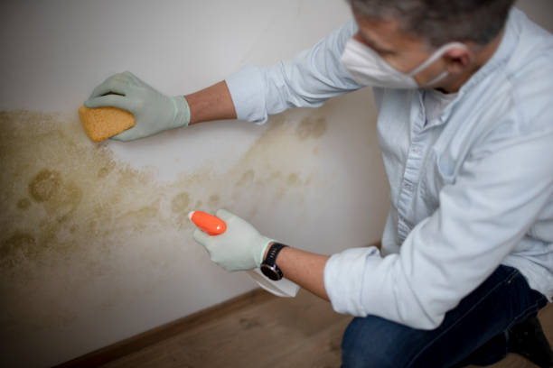 Best Office Mold Removal Services  in Hauppauge, NY