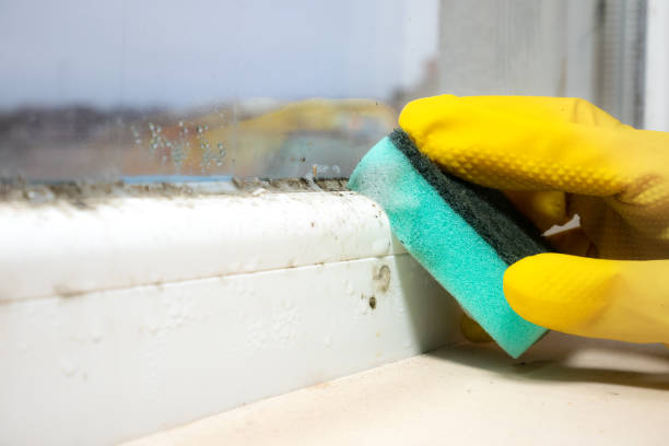Best Mold Remediation  in Hauppauge, NY