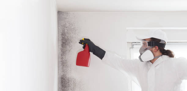Best Mold Damage Repair  in Hauppauge, NY