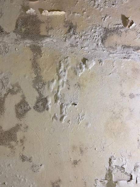 Professional Mold Removal in Hauppauge, NY