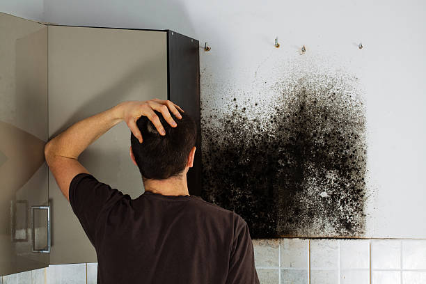 Best Emergency Mold Removal  in Hauppauge, NY