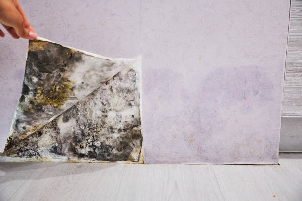 Best Mold Cleaning Services  in Hauppauge, NY